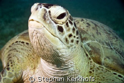 Green turtle (chelonia mydas) taken in Na'ama bay. by Stephan Kerkhofs 